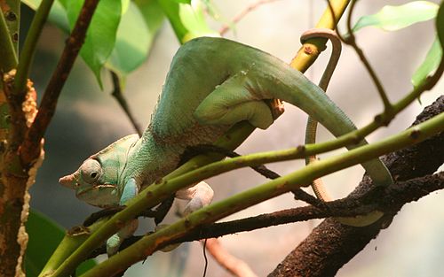 Two-banded chameleon